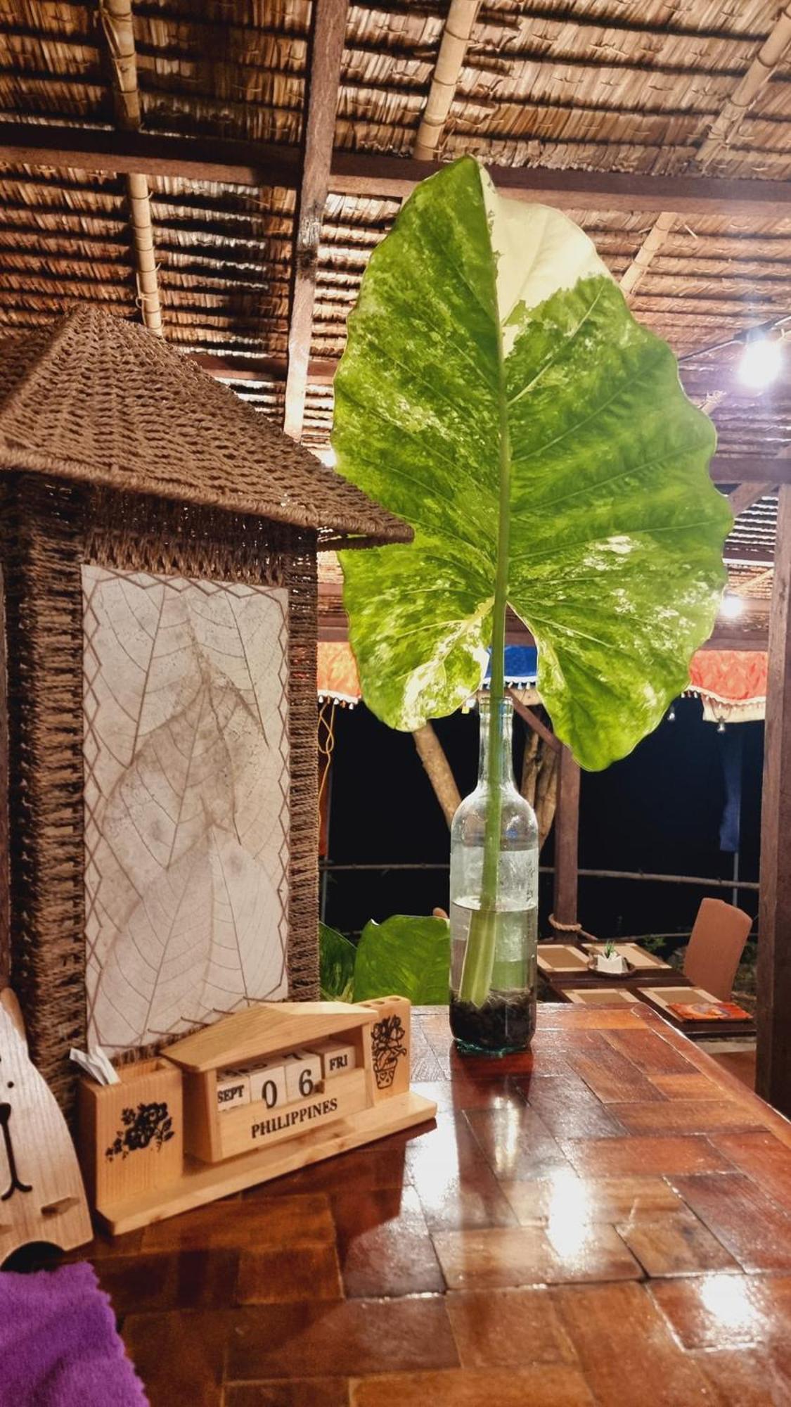 Jush Native And Glamping Hotel Dauis Buitenkant foto